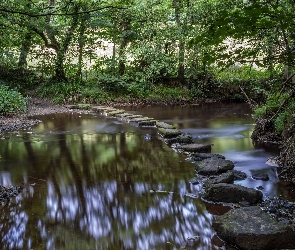 Rzeczka, Kamienie, Las