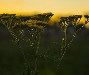 Słońce, Żółty, Roślina, Wrotycz, Kwiat, Polny