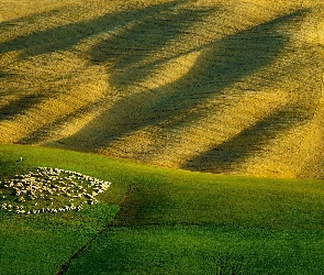 Pastwisko, Stado, Owce