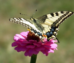 Paż królowej, Kwiat, Motyl