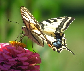 Motyl, Kwiat, Paż królowej