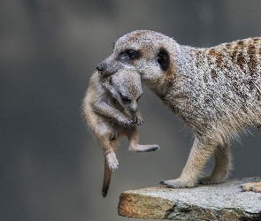 Mama, Skała, Młody, Potomek, Surykatka