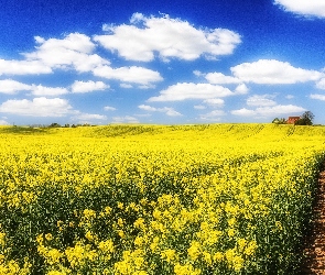 Dróżka, Budynki, Pole, Rzepak