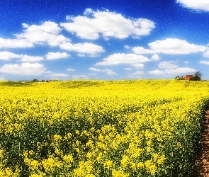 Pole, Dróżka, Budynki, Rzepak