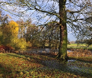 Drzewa, Jesień, Staw