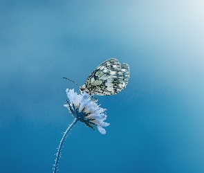 Motyl, Makro, Kwiat