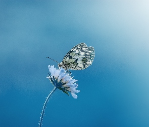 Kwiat, Makro, Motyl