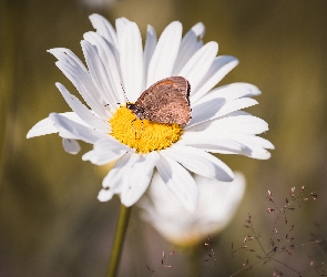 Stokrotka, Motyl