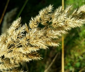Źdźbła, Trawy