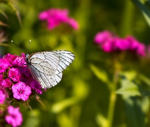 Kwiat, Goździk, Motyl
