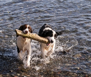 Szczeniaki, Rzeka, Zabawa, Drewno, Border Collie