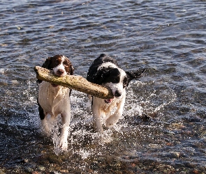 Border Collie, Rzeka, Drewno, Zabawa, Szczeniaki