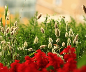 Trawy, Rośliny, Kwiaty