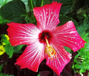 Hibiskus, Krople, Kwiat, Liście, Ogród, Różowy, Lato, Deszczu