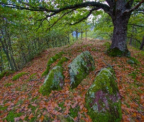 Jesień, Las, Omszałe, Kamienie