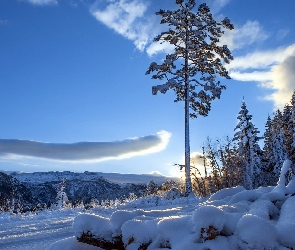 Zima, Góry, Drzewa, Śnieg