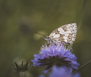 Makro, Polowiec szachownica, Kwiat, Motyl