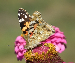 Rusałka osetnik, Motyl