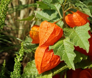 Gałązka, Miechunka