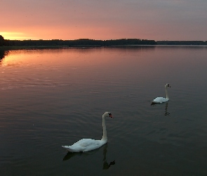 Jezioro, Łabędzie, Słońca, Zachód