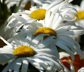 Margerytki, Kwiaty