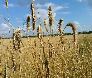 Pole, Zboże, Kłosy, Niebo