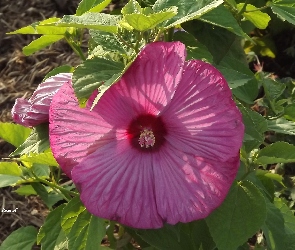 Ogród, Pąki, Hibiskus, Lato, Liście, Kwiat, Różowy