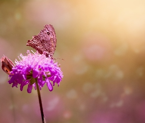 Kwiat, Motyle