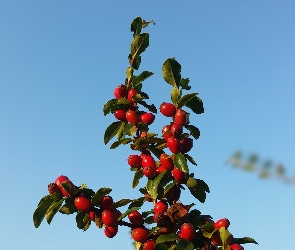 Irga, Jagody, Krzew, Czerwone, Niebo, Gałązka, Lato, Błękitne