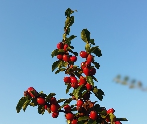 Czerwone, Irga, Krzew, Lato, Błękitne, Jagody, Niebo, Gałązka