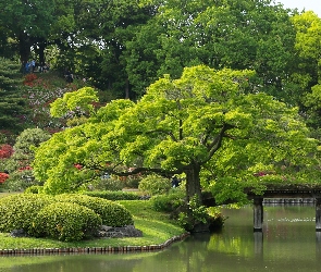 Park, Mostek, Rośliny, Drzewa, Staw