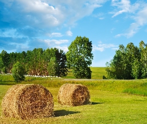 Lato, Drzewa, Łąka, Siano