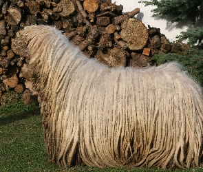 Komondor, drewno