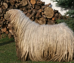 drewno, Komondor