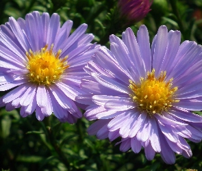 Kwiaty, Astry, Przyroda