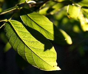 Liście, Zielone