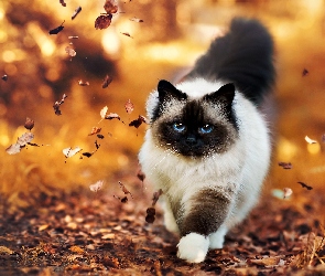 Jesień, Oczy, Kot, Niebieskie