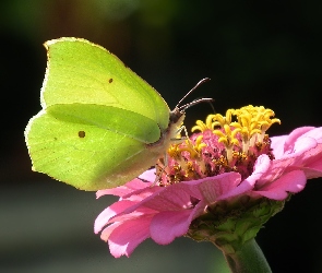 Cytrynek, Kwiat, Motyl