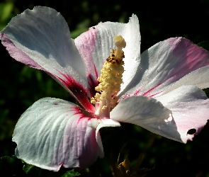 Kwiat, Hibiskus, Przyroda