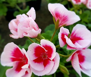 Biało, Pelargonie, Różowe