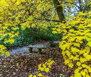 Drzewa, Jesień, Ławeczka, Ścieżka