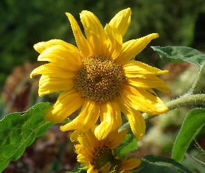 Przyroda, Słonecznik, Kwiat