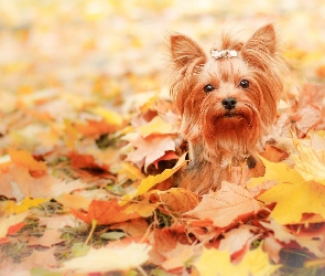 Yorkshire Terrier, Pies, Jesień, Liście