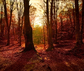 Liście, Drzewa, Jesień, Las
