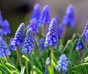 Niebieskie, Szafirki, Kwiaty