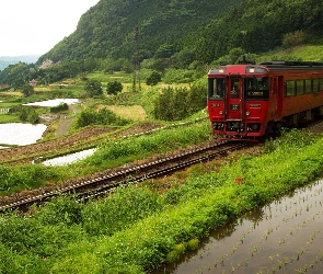 Góry, Ryżowe, Poletka, Drzewa, Pociąg