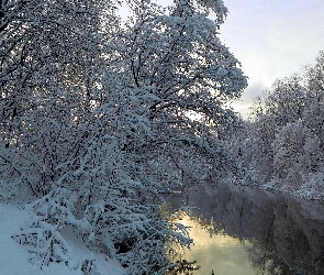 Drzewa, Śnieg, Rzeka
