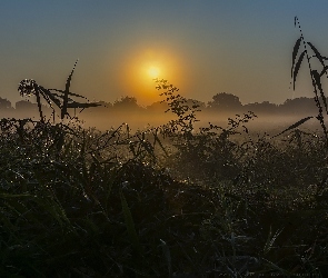 Trzciny, Mgła, Wschód słońca, Poranek