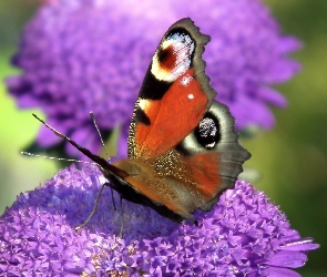 Rusałka pawik, Kwiat, Motyl