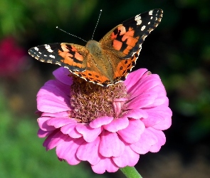 Rusałka osetnik, Kwiat, Motyl